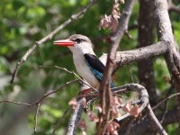 Brown-hooded Kingfisher (Halcyon albiventris)