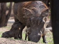 Common Warthog (Phacochoerus africanus)