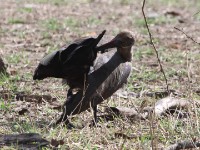 Hadada Ibis (Bostrychia hagedash)