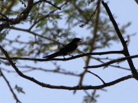 Wire-tailed Swallow (Hirundo smithii)