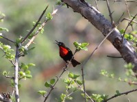 Scarlet-chested Sunbird (Chalcomitra senegalensis)