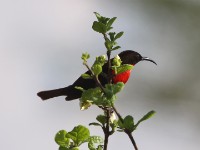Scarlet-chested Sunbird (Chalcomitra senegalensis)