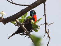 Scarlet-chested Sunbird (Chalcomitra senegalensis)