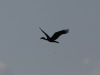 African Openbill (Anastomus lamelligerus)