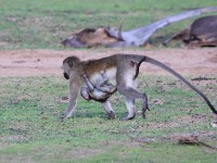 Vervet Monkey (Chlorocebus pygerythrus)