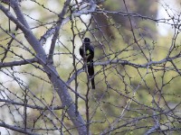 Meves's Starling (Lamprotornis mevesii)