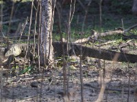 Nile Monitor (Varanus niloticus)