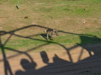 Common Warthog (Phacochoerus africanus)