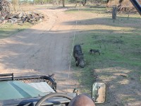 Common Warthog (Phacochoerus africanus)
