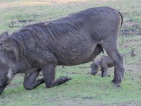 Common Warthog (Phacochoerus africanus)