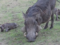 Common Warthog (Phacochoerus africanus)
