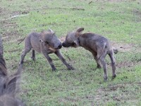 Common Warthog (Phacochoerus africanus)