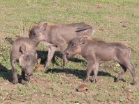 Common Warthog (Phacochoerus africanus)