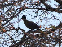 Purple-crested Turaco (Tauraco porphyreolophus)