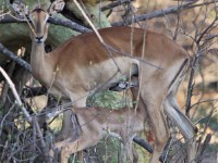 Impala (Aepyceros melampus)