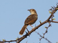 Rattling Cisticola (Cisticola chiniana)