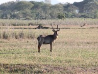 Waterbuck (Kobus ellipsiprymnus)