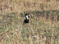 Spur-winged Lapwing (Vanellus spinosus)