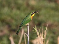 Little Bee-eater (Merops pusillus)
