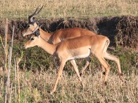Impala (Aepyceros melampus)