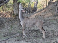 Greater Kudu (Tragelaphus strepsiceros)