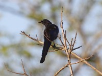 Meves's Starling (Lamprotornis mevesii)