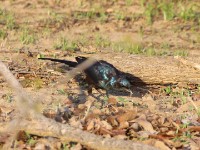 Meves's Starling (Lamprotornis mevesii)