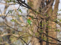 Lilian's Lovebird (Agapornis lilianae)