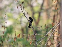 Southern Black Tit (Melaniparus niger)