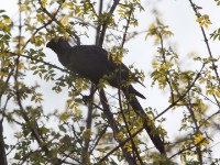 Grey Go-away-bird (Corythaixoides concolor)