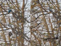 Woodland Kingfisher (Halcyon senegalensis)