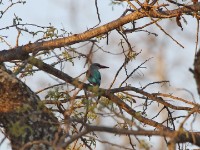 Woodland Kingfisher (Halcyon senegalensis)