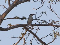 Woodland Kingfisher (Halcyon senegalensis)