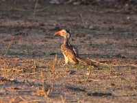 Southern Red-billed Hornbill (Tockus rufirostris)