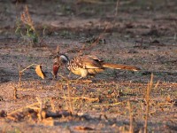 Southern Red-billed Hornbill (Tockus rufirostris)