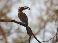 African Grey Hornbill (Lophoceros nasutus)
