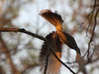 African Grey Hornbill (Lophoceros nasutus)