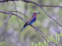 Lilac-breasted Roller (Coracias caudatus)