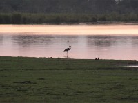 Goliath Heron (Ardea goliath)