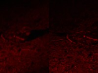 Square-tailed Nightjar (Caprimulgus fossii)