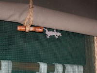 Gecko sp.