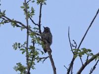 Cardinal Woodpecker (Dendropicos fuscescens)