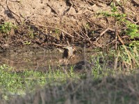 Striated Heron (Butorides striata)