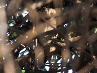 African Wood Owl (Strix woodfordii)