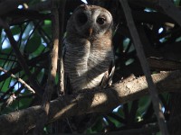 African Wood Owl (Strix woodfordii)