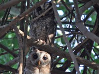 African Wood Owl (Strix woodfordii)
