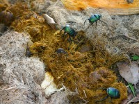 More bugs...