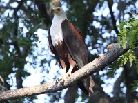 African Fish Eagle (Haliaeetus vocifer)