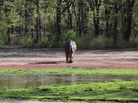 Hippopotamus (Hippopotamus amphibius) sick