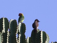 Lilian's Lovebird (Agapornis lilianae)